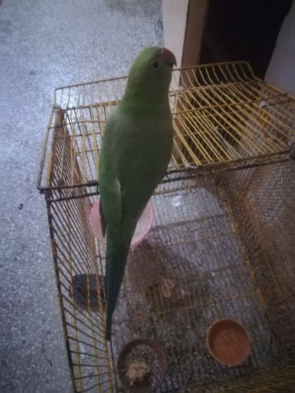 ringneck parrot 0