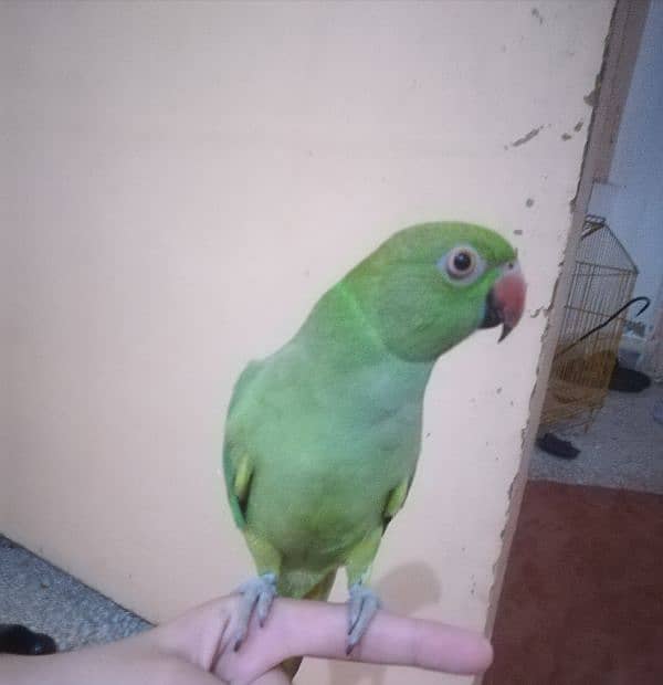 ringneck parrot 1