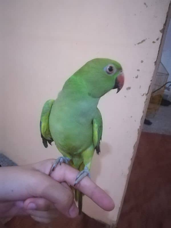 ringneck parrot 5