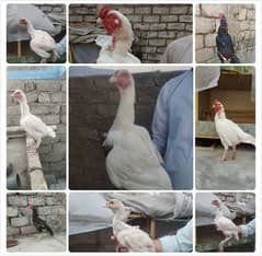 Heera Pair and chick , Lakha , Mushki Madi