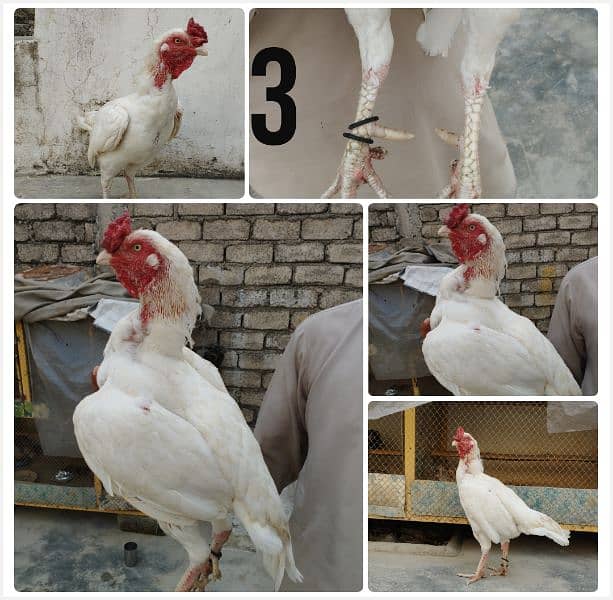 Heera Pair and chick , Lakha , Mushki Madi 3