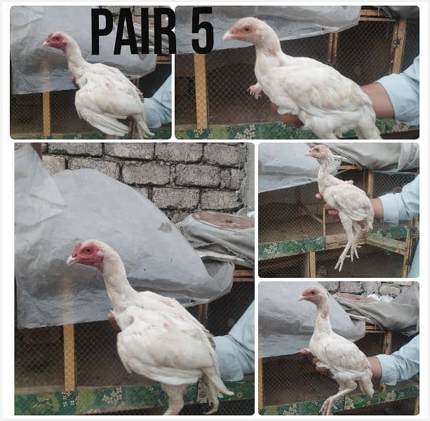 Heera Pair and chick , Lakha , Mushki Madi 5