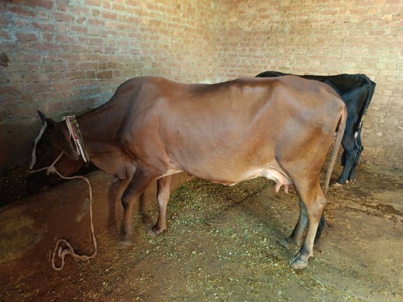 cow 2nd timer with baby calf 0