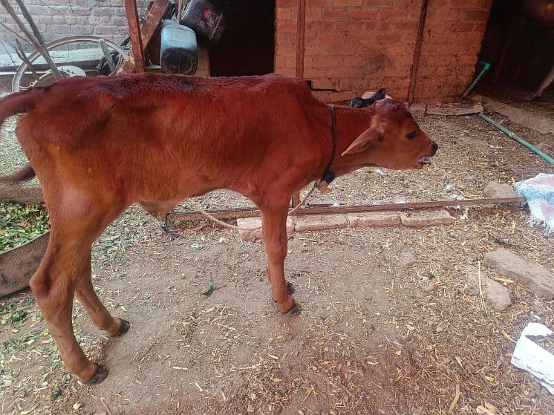 cow 2nd timer with baby calf 1