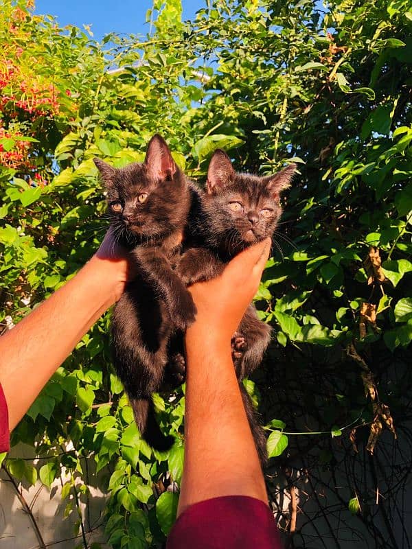 beautiful black Persian double coat kitten brothers 0