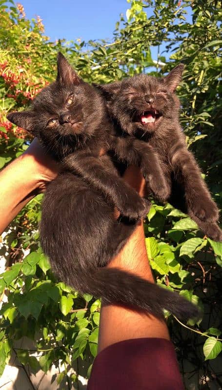 beautiful black Persian double coat kitten brothers 1