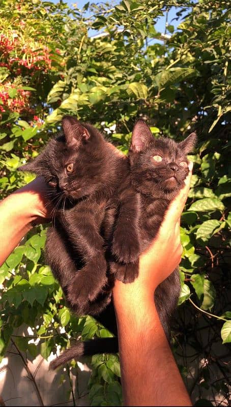 beautiful black Persian double coat kitten brothers 2