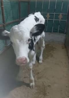 Jersey Calf for sale