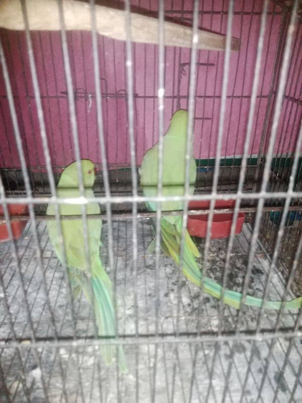 Green parrot 1