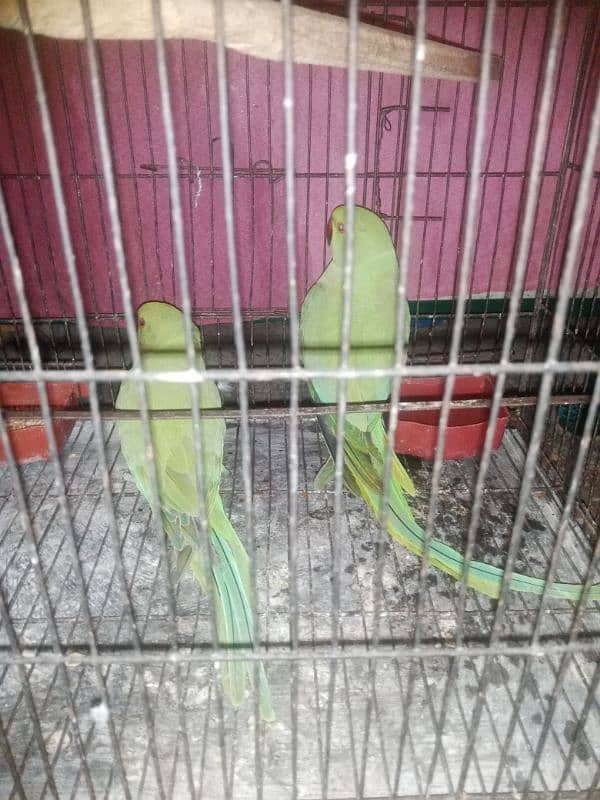 Green parrot 2