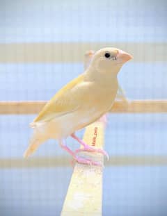 Gouldian finch pathy