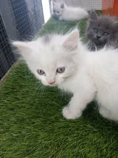 Persian kitten semi punch face