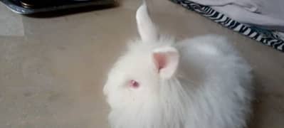 Beautiful Rabbits & Bunnies For Sale