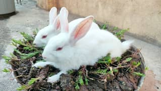 Beautiful Rabbits & Bunnies For Sale