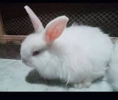 Beautiful Rabbits & Bunnies For Sale