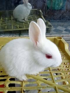 Beautiful Rabbits & Bunnies For Sale