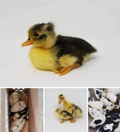 Duck chicks and duck breeds or duck eggs available 03048257807 0