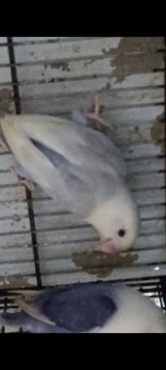 PALE FELLOW BREEDER PAIR WITH CHICKS FOR SELL