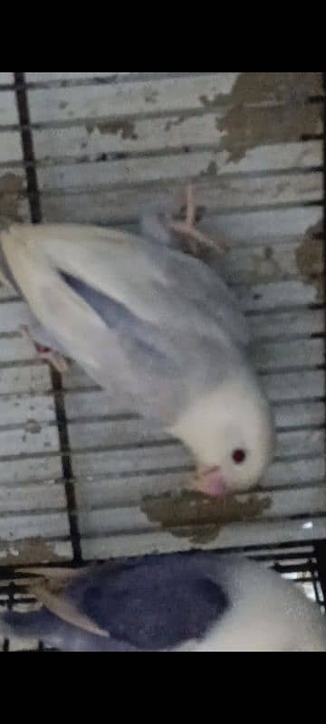 PALE FELLOW BREEDER PAIR WITH CHICKS FOR SELL 0