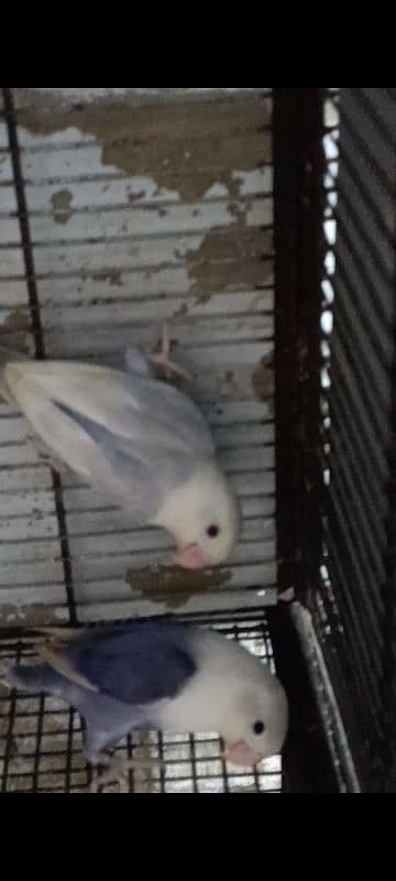 PALE FELLOW BREEDER PAIR WITH CHICKS FOR SELL 1