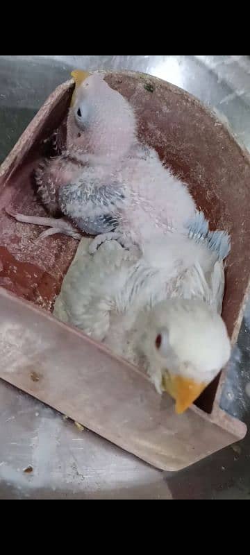 PALE FELLOW BREEDER PAIR WITH CHICKS FOR SELL 2