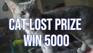 cat lost give cat and get 5000  cash 0