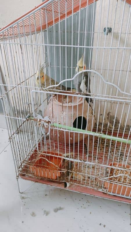 Cocktail breeder pair for RS. 2000 0