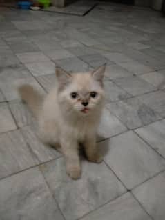 Male cat for sale