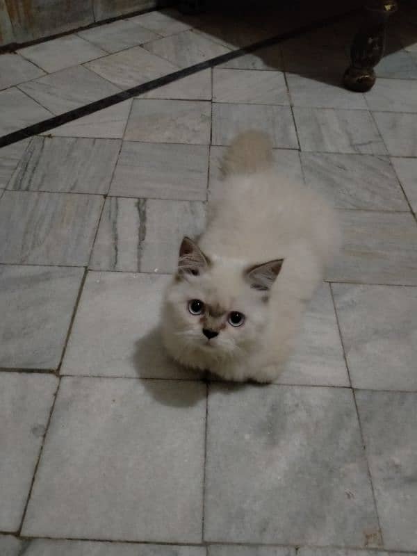 Male cat for sale 1