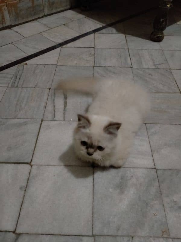 Male cat for sale 2