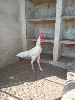 Heera hen