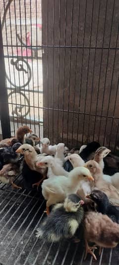 pure Aseel chicks/Available hai