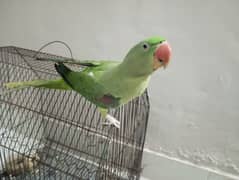 Kashmiri Raw parrot