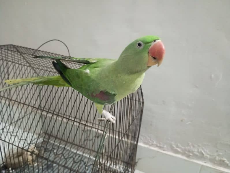 Kashmiri Raw parrot 0