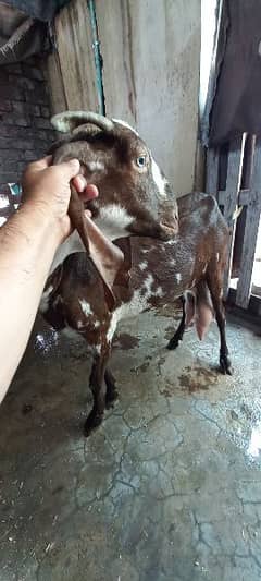 Doodh wali bakri