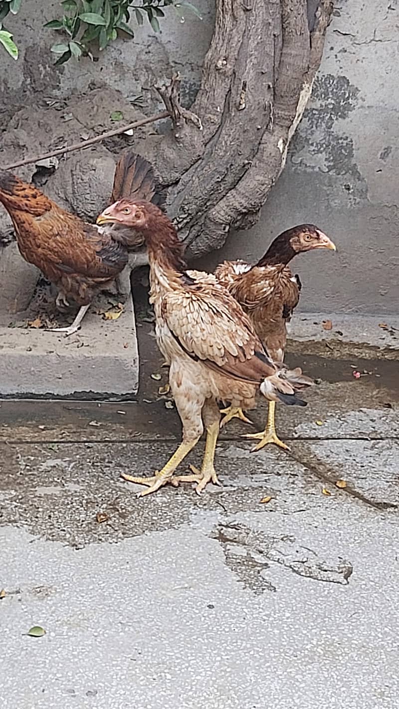 Non Game Bird Thai Super Neck Locker Chicks / Thai Aseel / Shamo Aseel 5