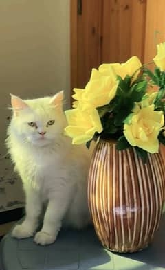 Persian white cat for sale