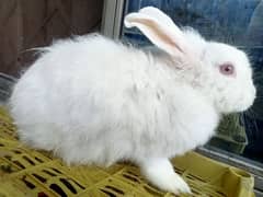 Angora Rabbits & Bunnies For Sale