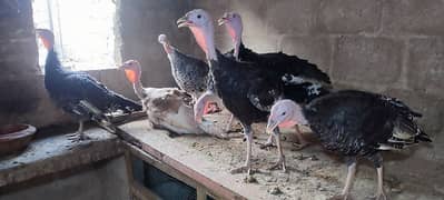 turkey bird patha pathai For sale