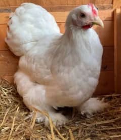 white bantam