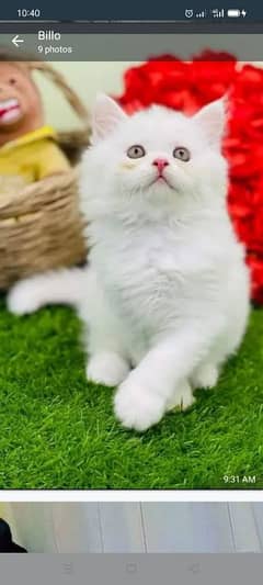 Persian cat | persian kitten for sale | urgent sale | 03225990226