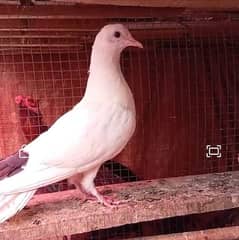 Pigeon for sale