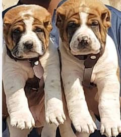 king alabai pair dog Male and female age 2month for sale