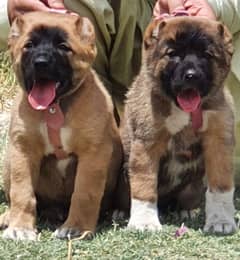 king kurdish kangal security dog pair 2 month for sale