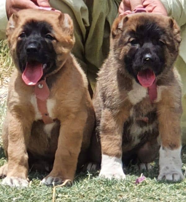 king kurdish kangal security dog pair 2 month for sale 0