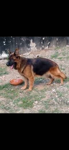 Pink Pedigree German shepherd Female