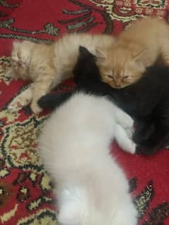 Triple coated Persian cats 0