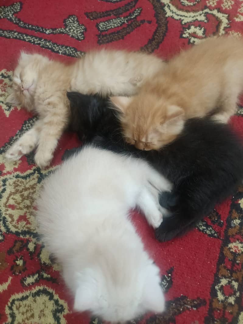 Triple coated Persian cats 1