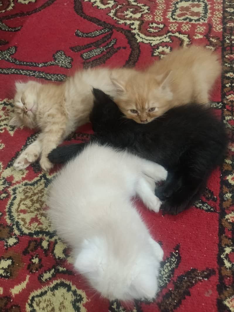 Triple coated Persian cats 2