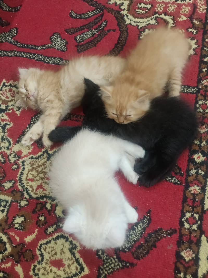 Triple coated Persian cats 3